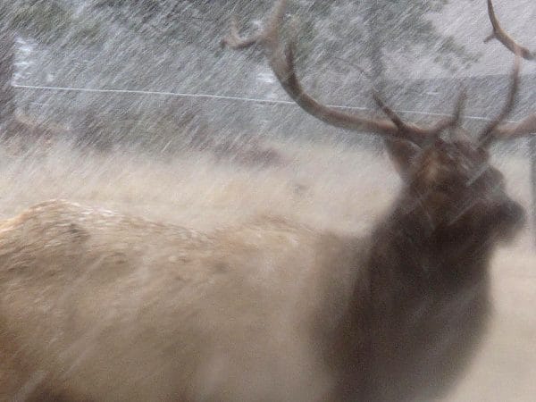 Elk Blur Photo Seamus Berkeley