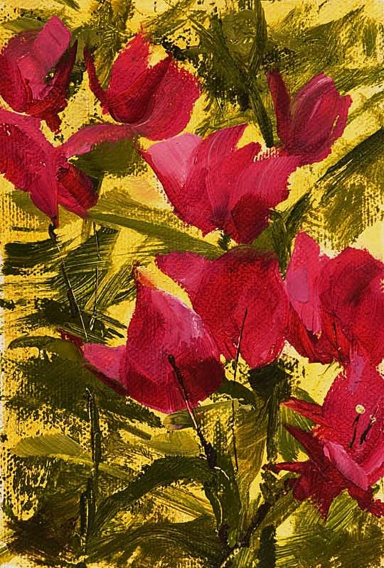 A Berkeley Daily: Bougainvillaea, Guatemala