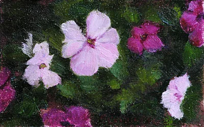 A Berkeley Daily: Impatiens, San Geronimo, California