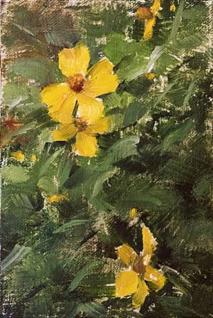 A Berkeley Daily: Mexican Marigold, Berkeley, California