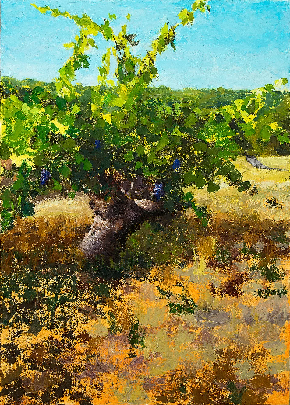 Work in Progress: Sonoma Vineyard