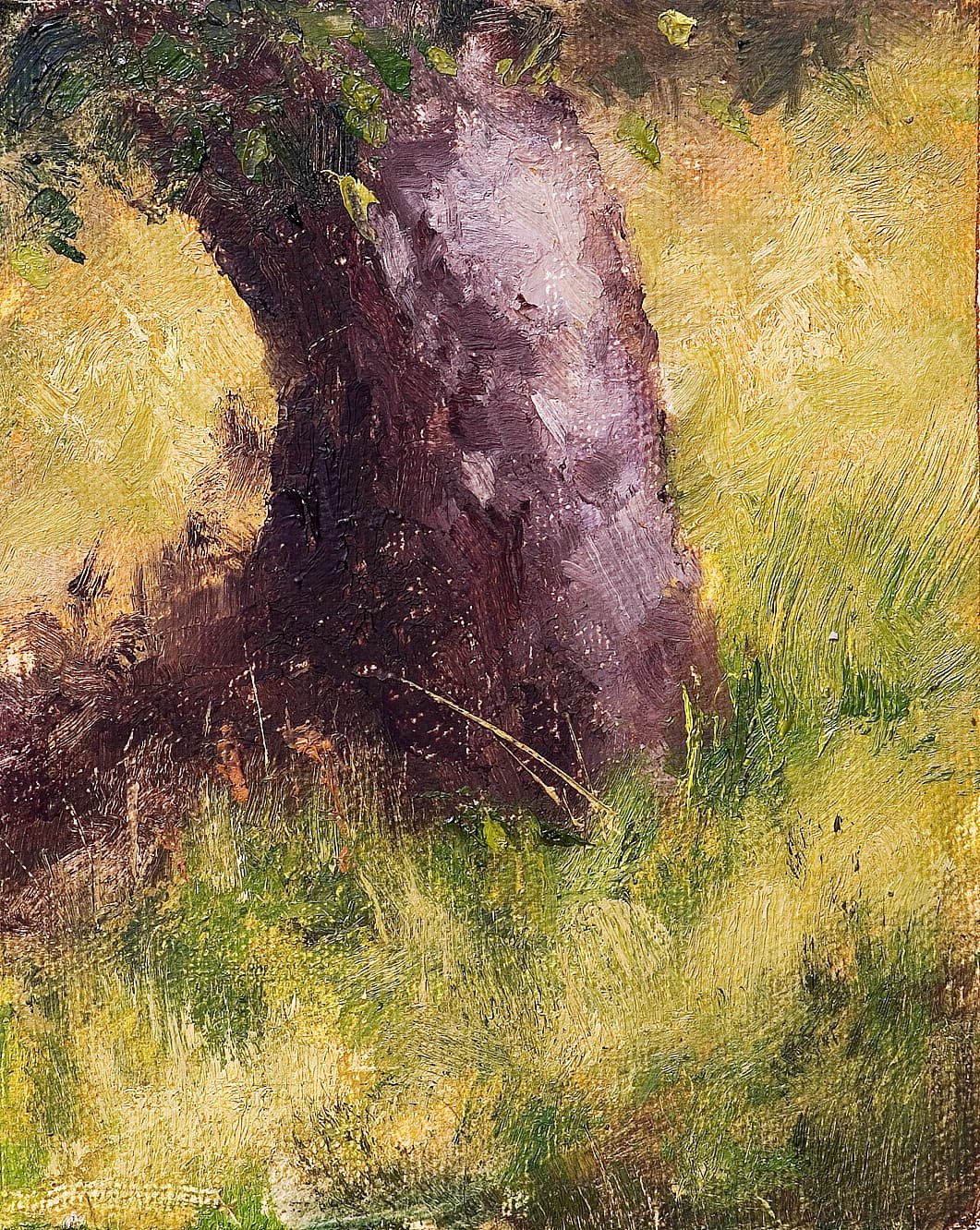 A Berkeley Daily: Tree, Nicasio, California