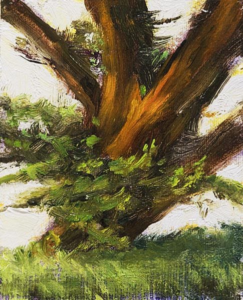 A Berkeley Daily: Tree, Point Reyes, CA