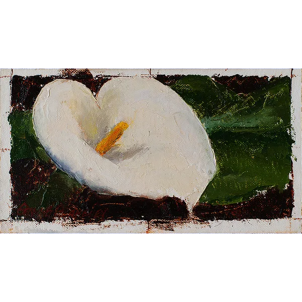 Fleeting Florals: Calla Lily