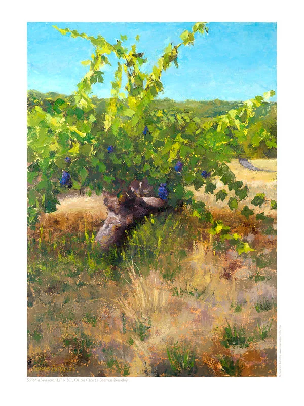 Sonoma Vineyard 16x12 (Giclée)