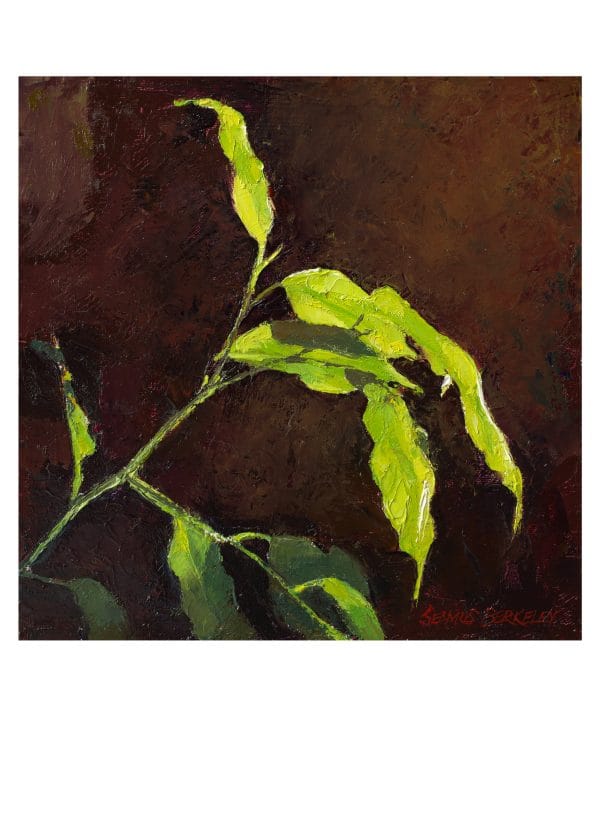Leaves in Morning Light Notecard